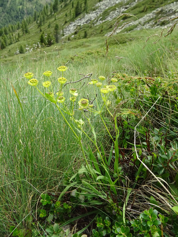 Bupleurum stellatum - Apiaceae